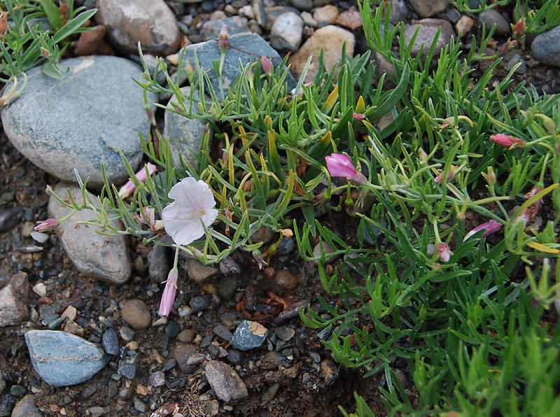 Image of Convolvulus ammannii specimen.