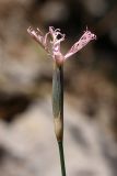 Dianthus karataviensis