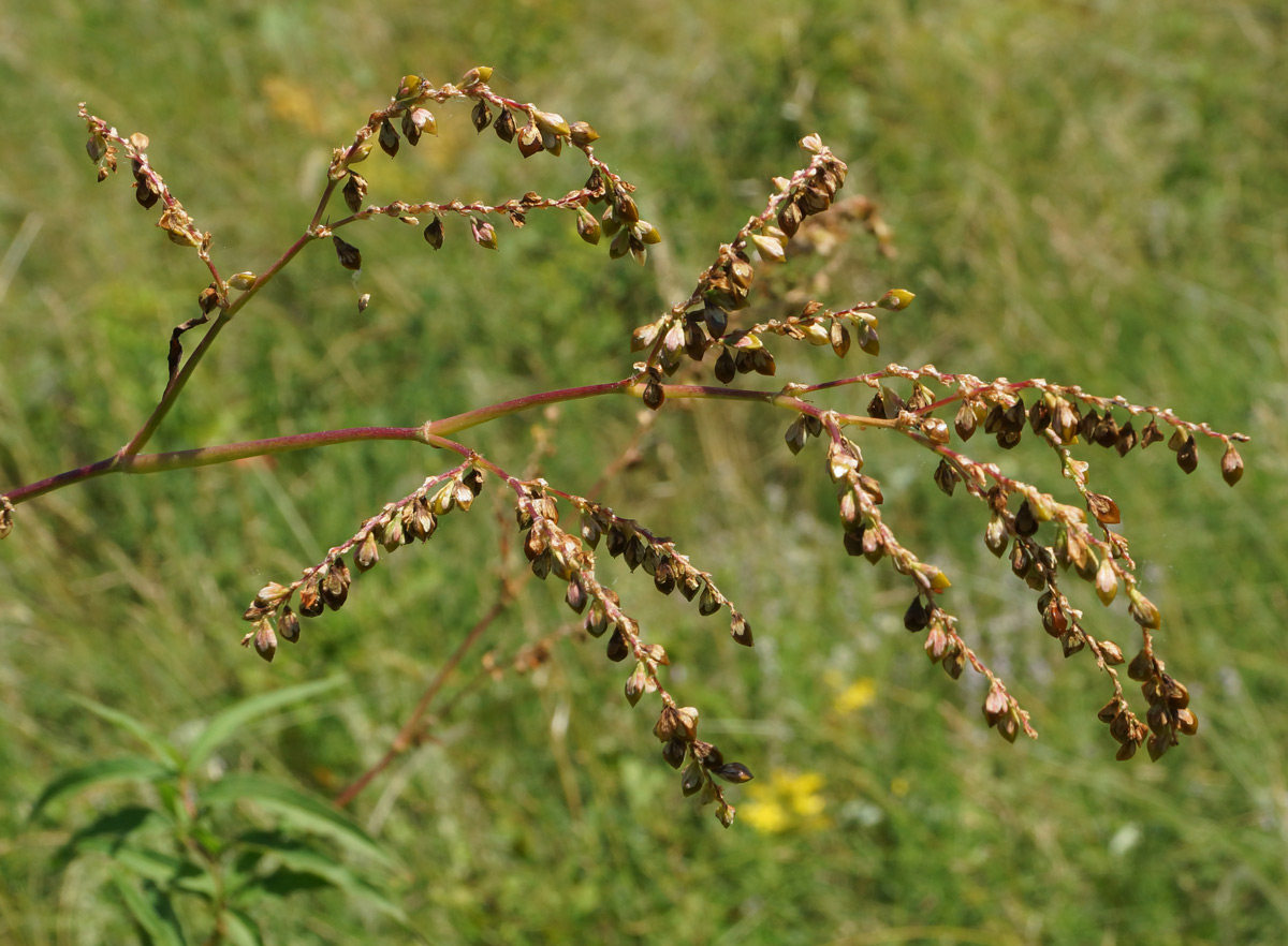 Изображение особи Aconogonon alpinum.