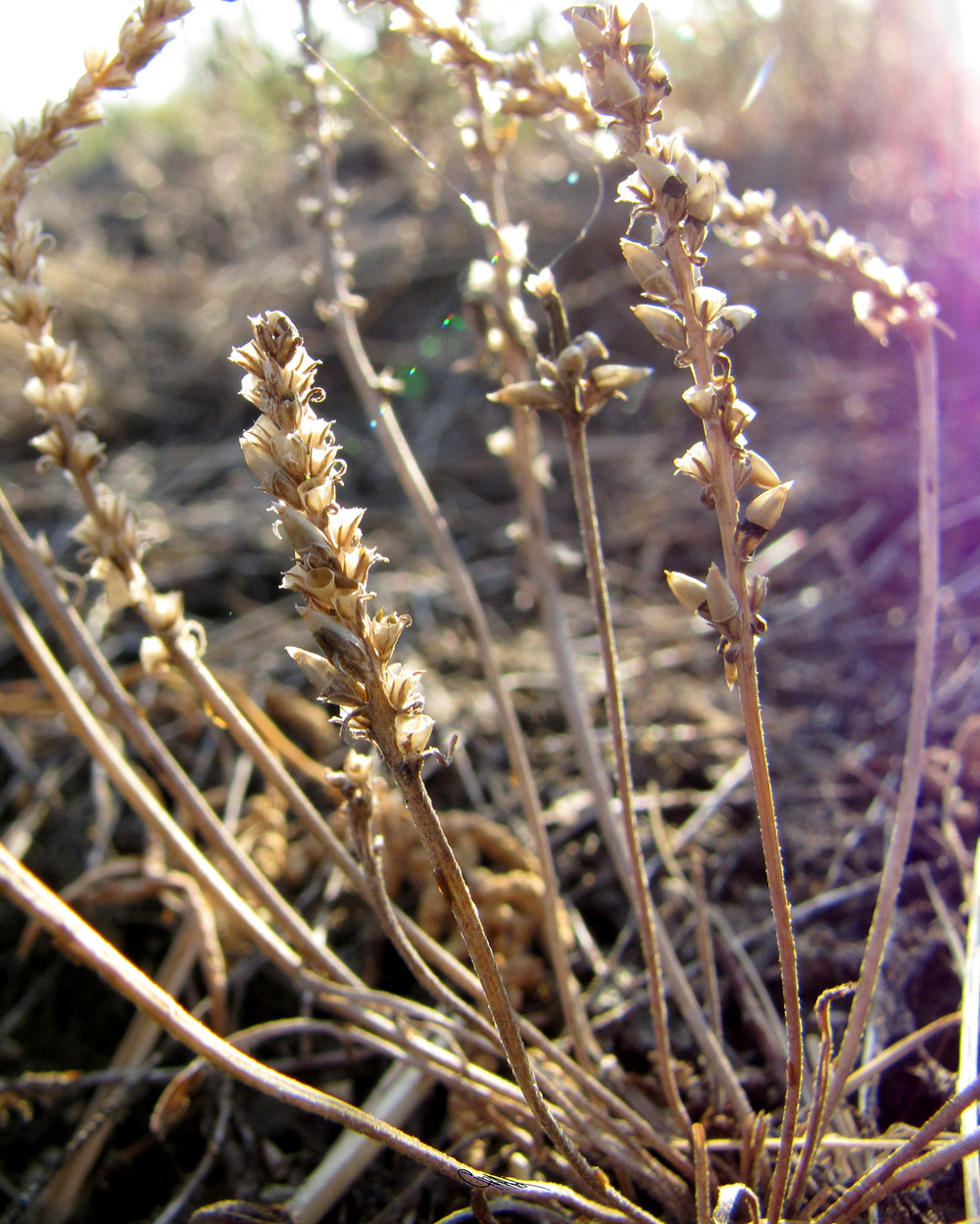 Image of Plantago tenuiflora specimen.