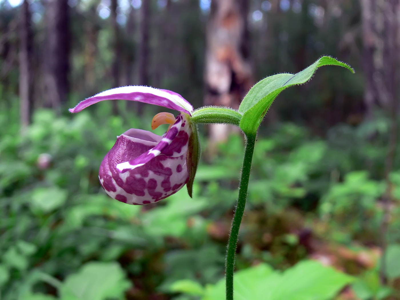 Image of Cypripedium guttatum specimen.