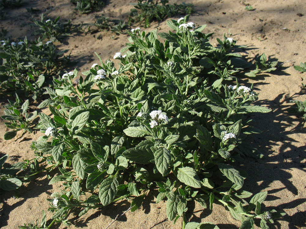 Изображение особи Heliotropium erosum.