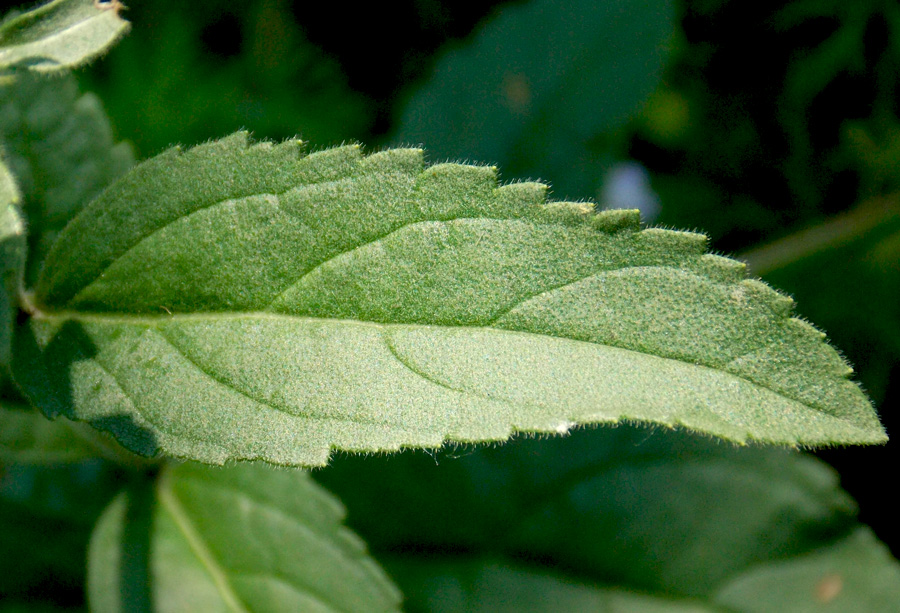 Изображение особи Veronica spicata.