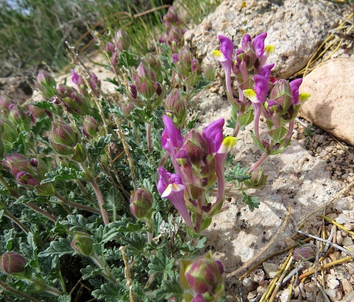 Image of Scutellaria turgaica specimen.