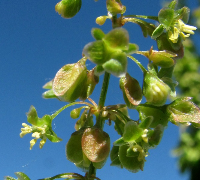 Image of Rumex longifolius specimen.