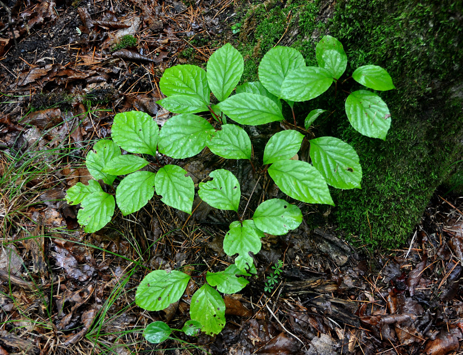 Image of Schisandra chinensis specimen.