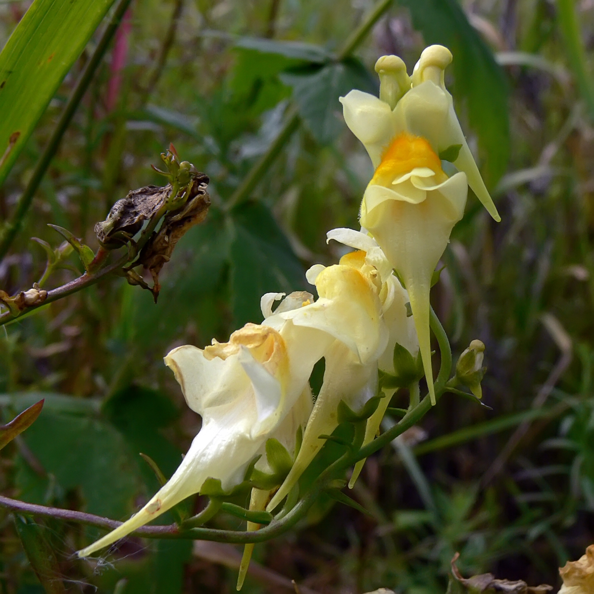 Изображение особи Linaria vulgaris.