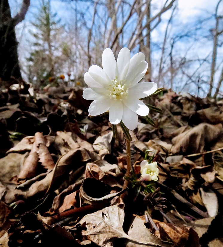 Изображение особи Anemone raddeana.