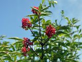 Sambucus racemosa. Верхушка ветви с соплодиями. Московская обл., Шатурский р-н, окр. пос. Туголесский Бор, опушка смешанного леса. 09.07.2012.