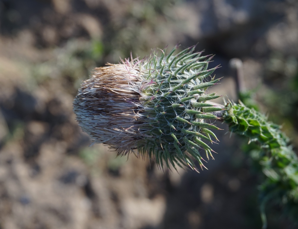 Image of Carduus uncinatus specimen.