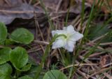 Moneses uniflora. Цветок и листья. Свердловская обл., окр. г. Заречный, край Черемшанского болота, в сосново-берёзовом сыром лесу. 03.06.2016.