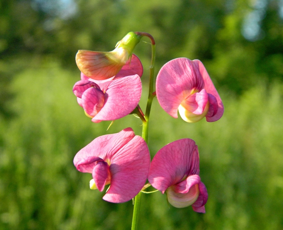 Image of Lathyrus tuberosus specimen.