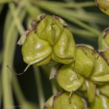 Physocarpus opulifolius. Плоды. Саратов, Октябрьское ущелье, на клумбе. 02.07.2016.
