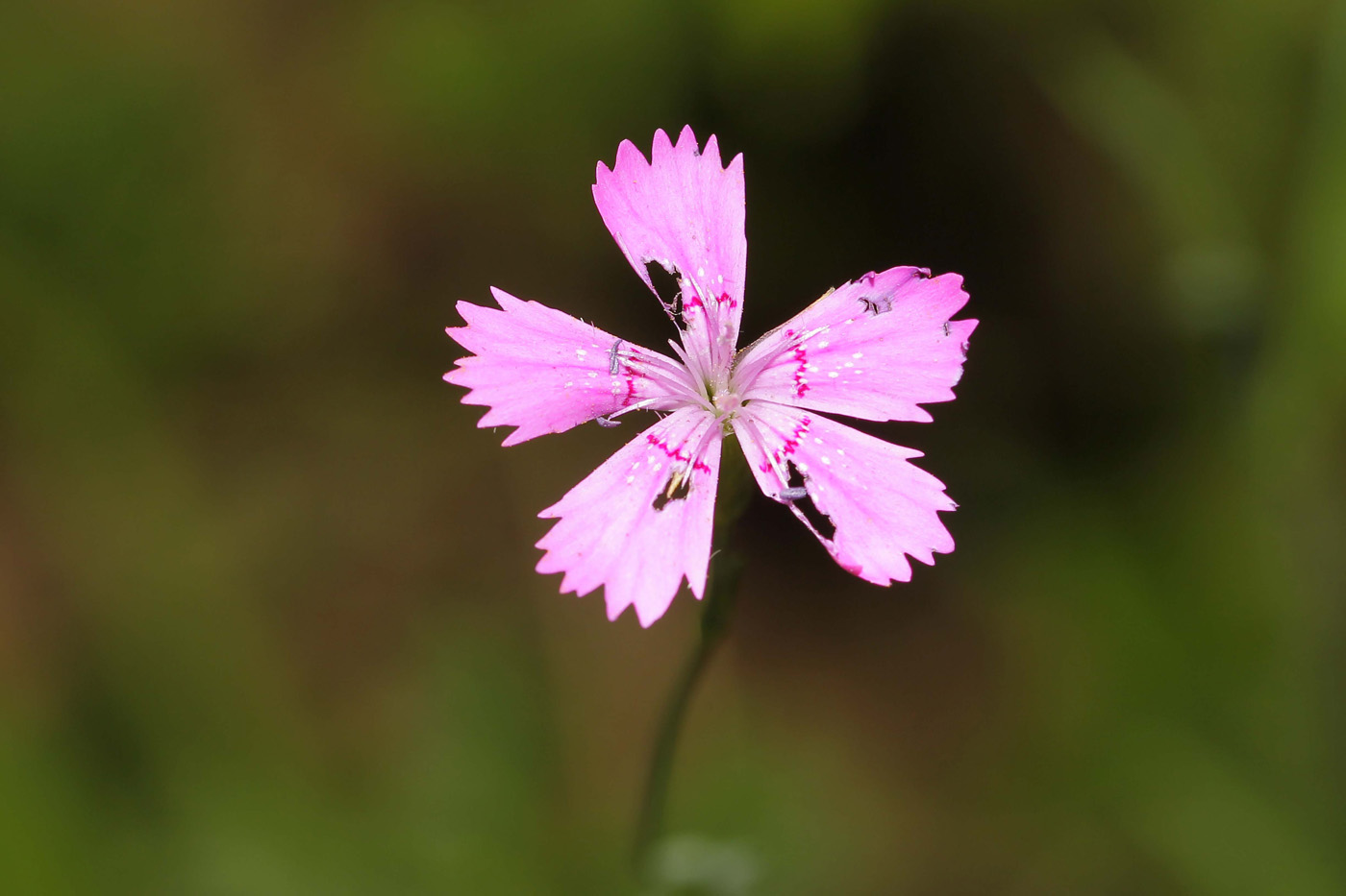 Image of Dianthus deltoides specimen.