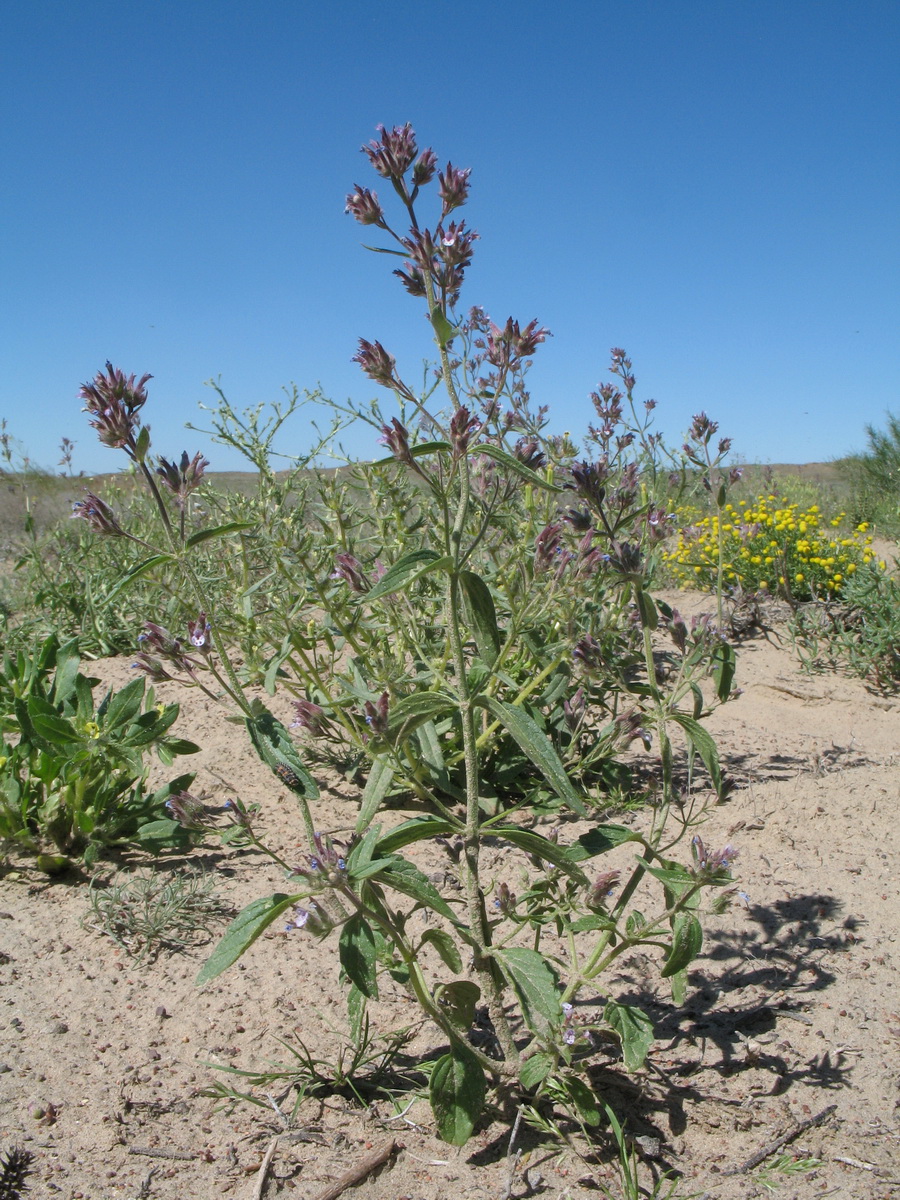 Image of Nepeta micrantha specimen.