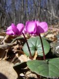 Cyclamen coum