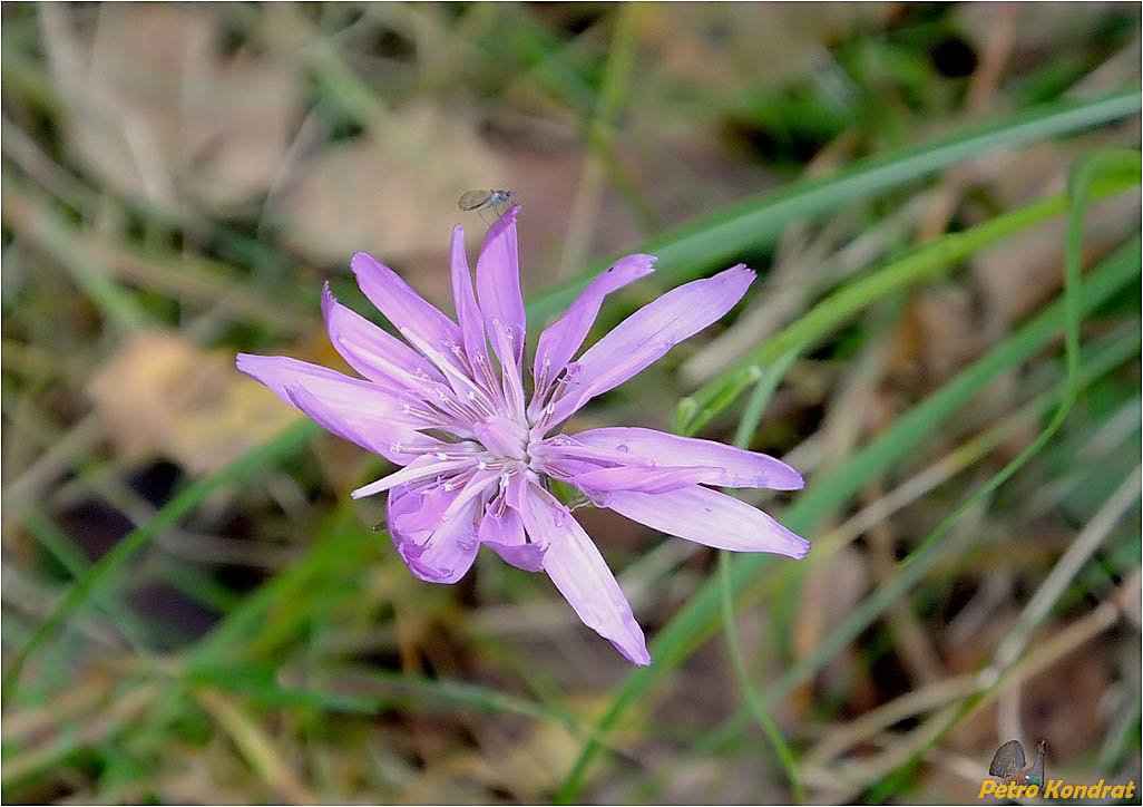 Image of Scorzonera rosea specimen.