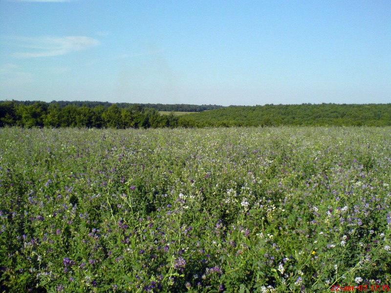 Изображение особи Medicago sativa.