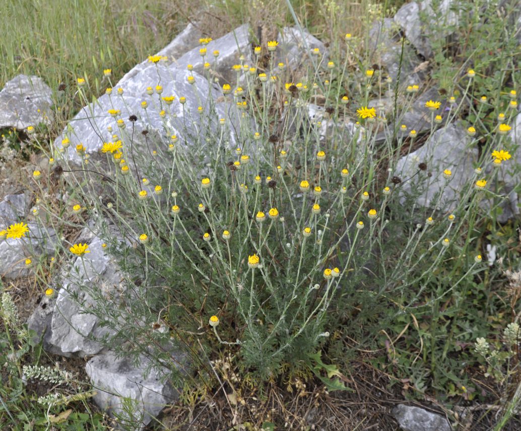 Изображение особи Anthemis tinctoria.