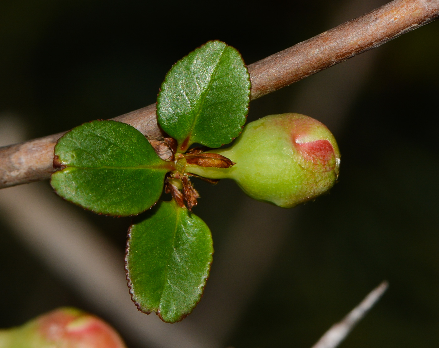 Image of genus Chaenomeles specimen.