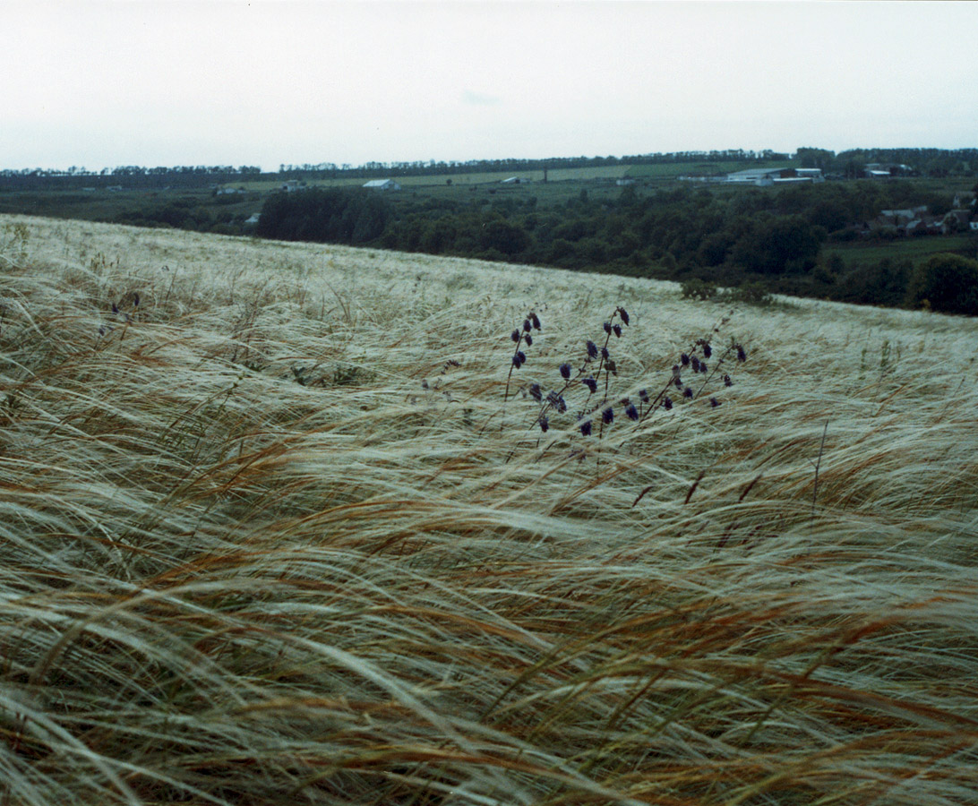 Image of Stipa pulcherrima specimen.