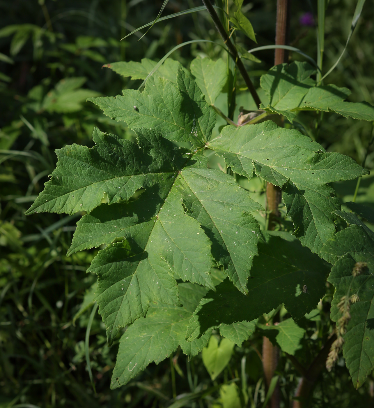 Image of Heracleum sibiricum specimen.