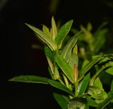 Ixora coccinea