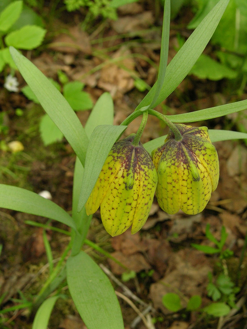 Image of Fritillaria ophioglossifolia specimen.