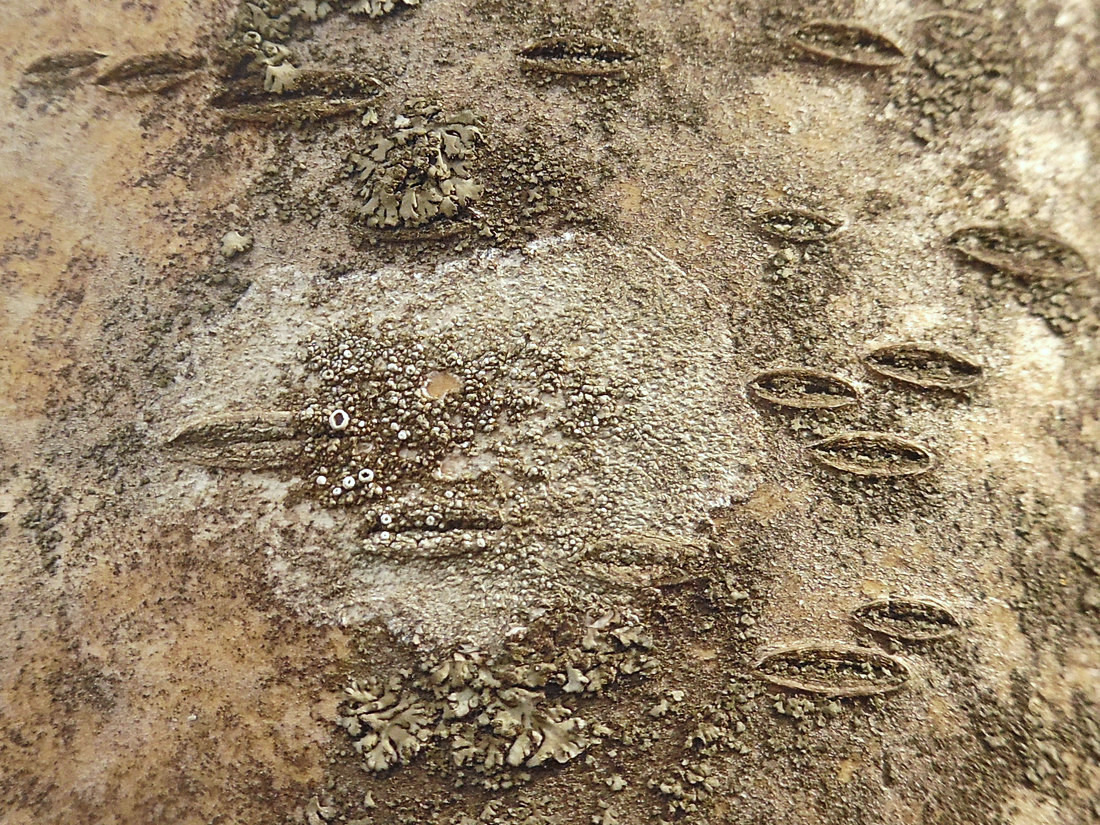 Image of Lecanora allophana specimen.