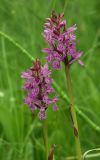 Dactylorhiza traunsteineri