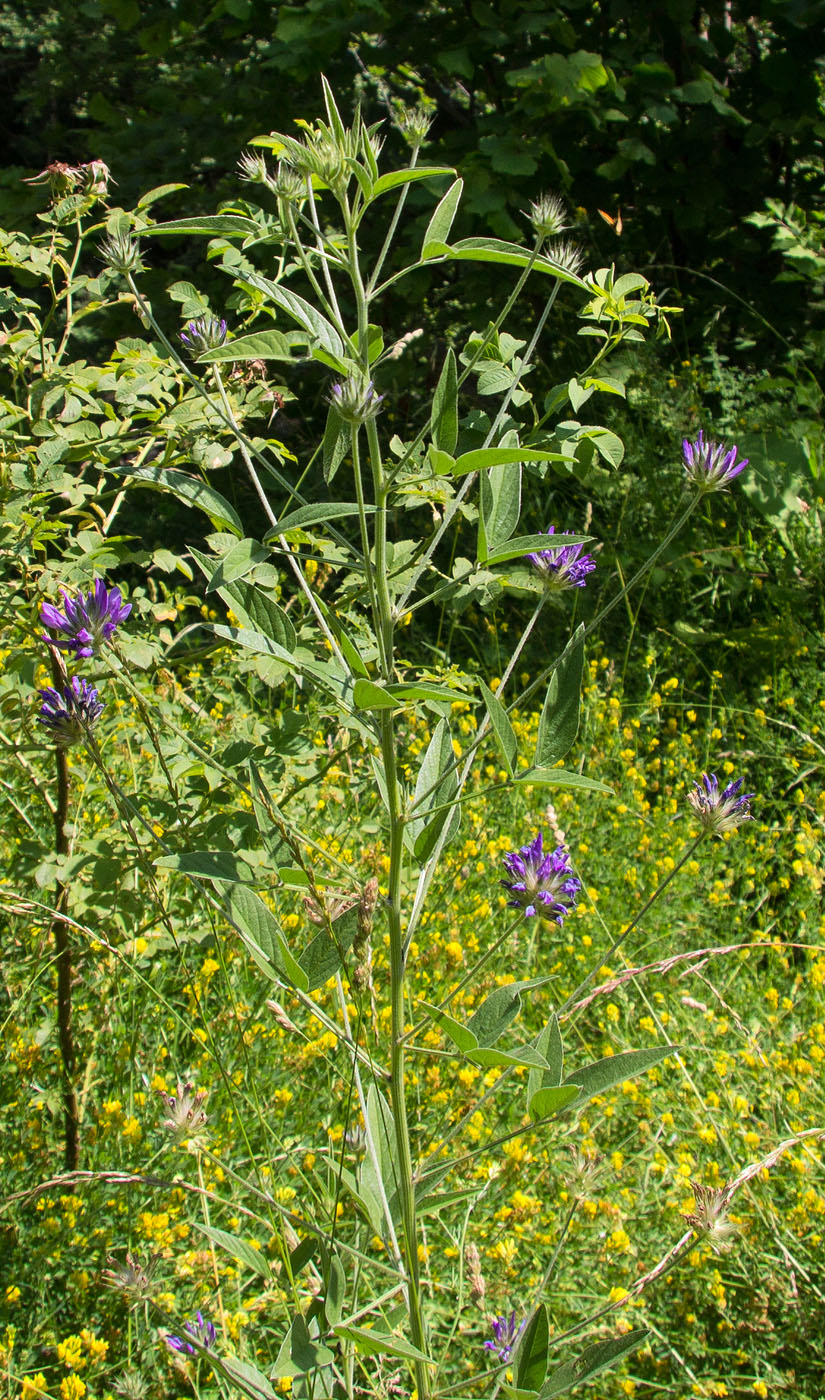 Image of Psoralea bituminosa ssp. pontica specimen.