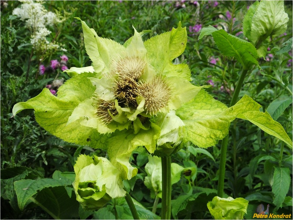 Image of Cirsium oleraceum specimen.