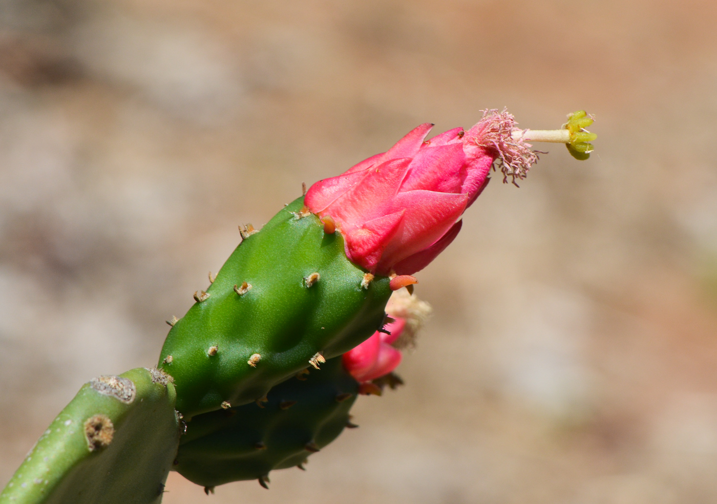 Изображение особи Opuntia cochenillifera.