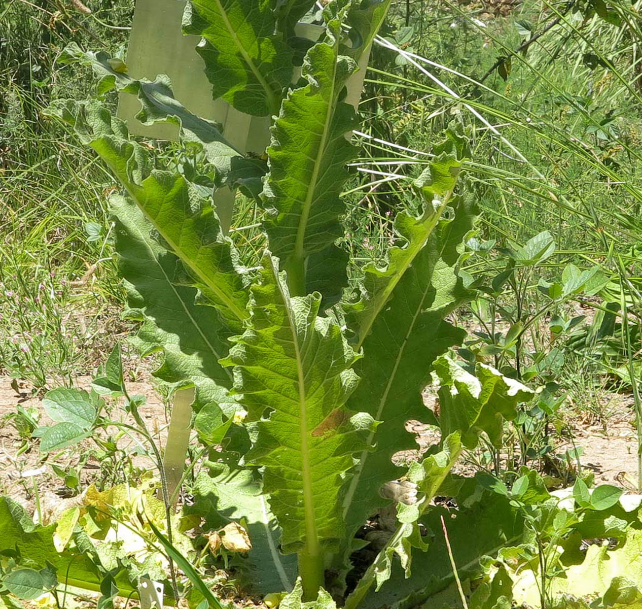 Image of Verbascum jordanicum specimen.