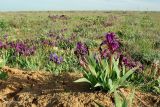 Iris scariosa. Цветущие растения. Калмыкия, Лаганский р-н. 25.04.2010.