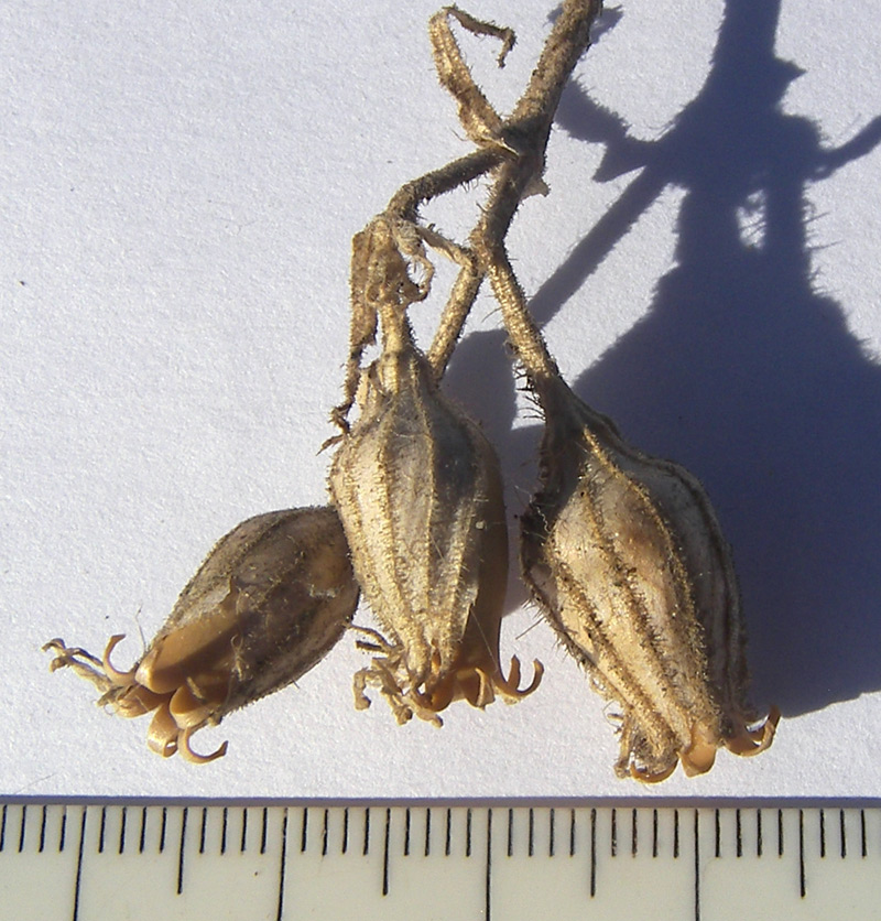 Image of Silene noctiflora specimen.