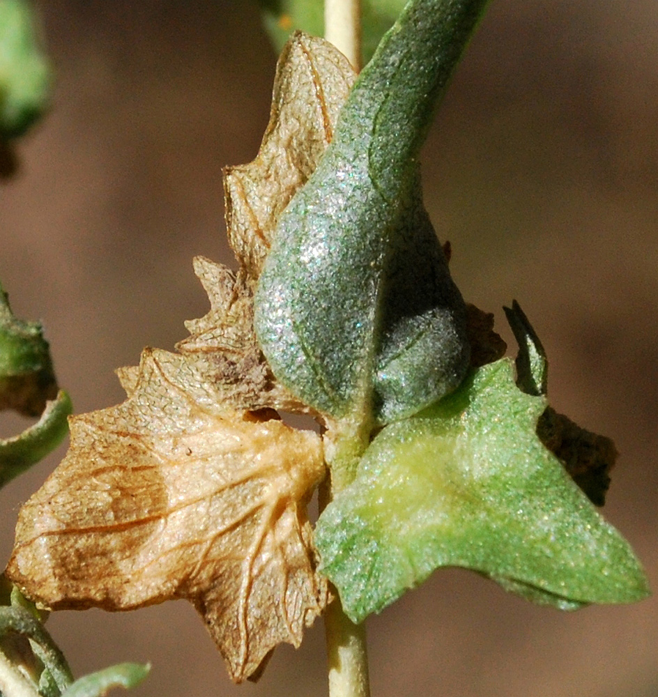 Image of Atriplex tatarica specimen.