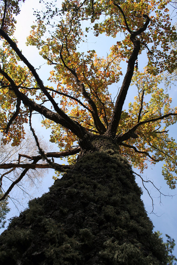 Image of Quercus robur specimen.