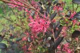 Loropetalum variety rubrum