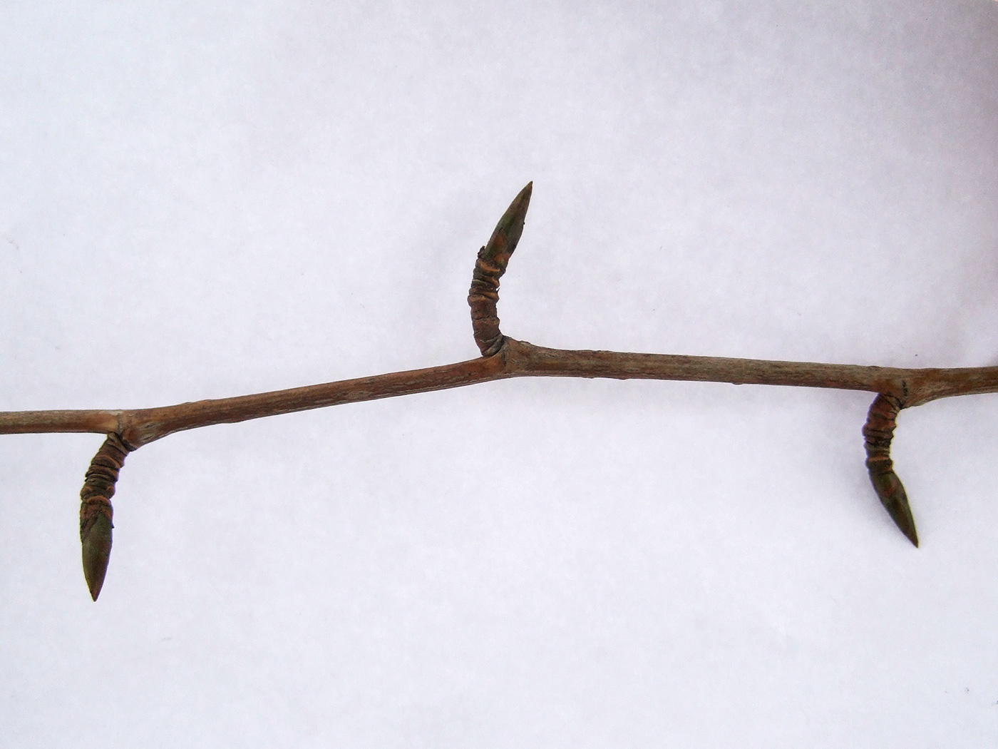 Image of Populus × rasumowskiana specimen.