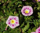 Convolvulus tricolor. Верхушки побегов с цветками. Восточный Казахстан, г. Усть-Каменогорск, Архитектурно-ландшафтный музей-заповедник, в культуре. 25.08.2017.