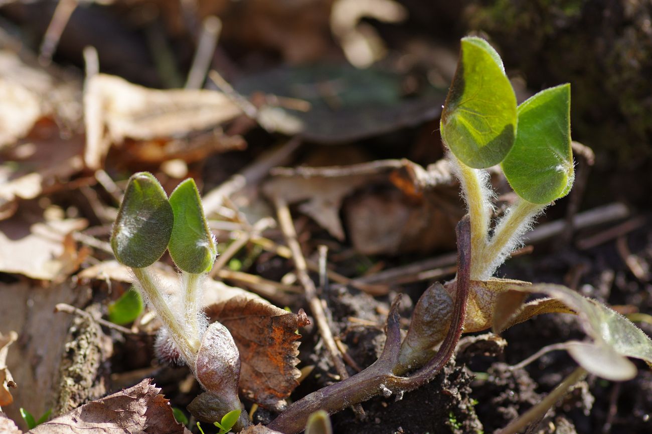 Image of Asarum europaeum specimen.