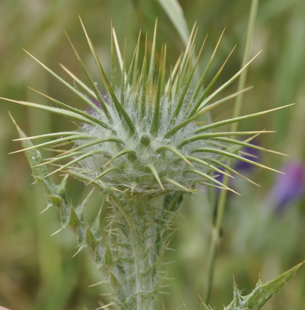 Image of Onopordum tauricum specimen.