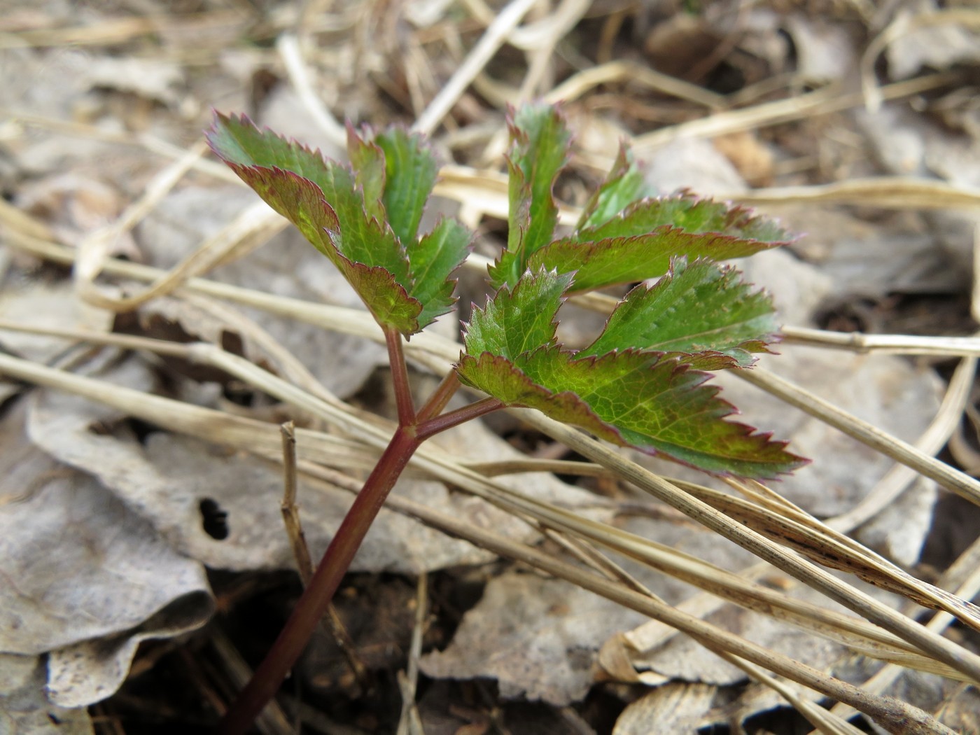 Image of Aegopodium podagraria specimen.