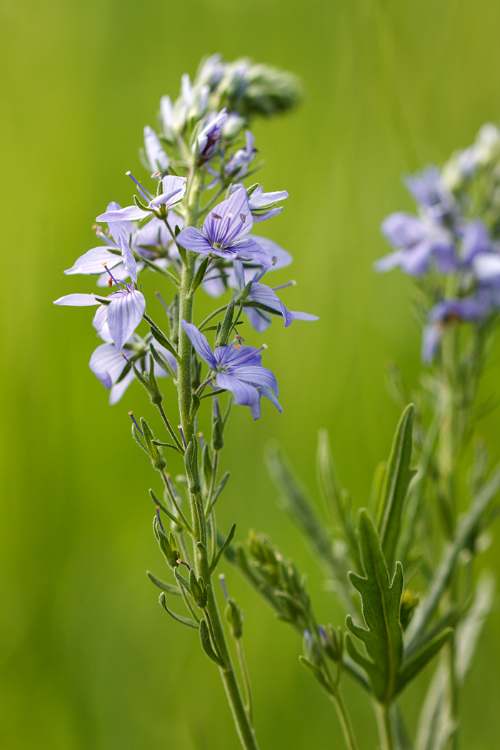 Image of Veronica jacquinii specimen.