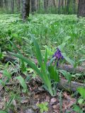 Iris hungarica