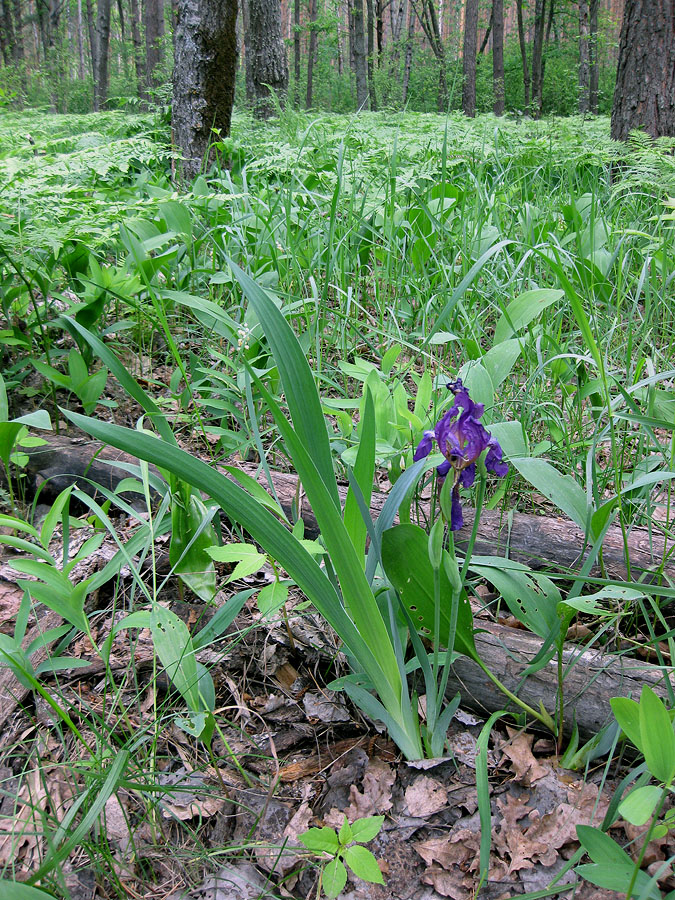 Image of Iris hungarica specimen.