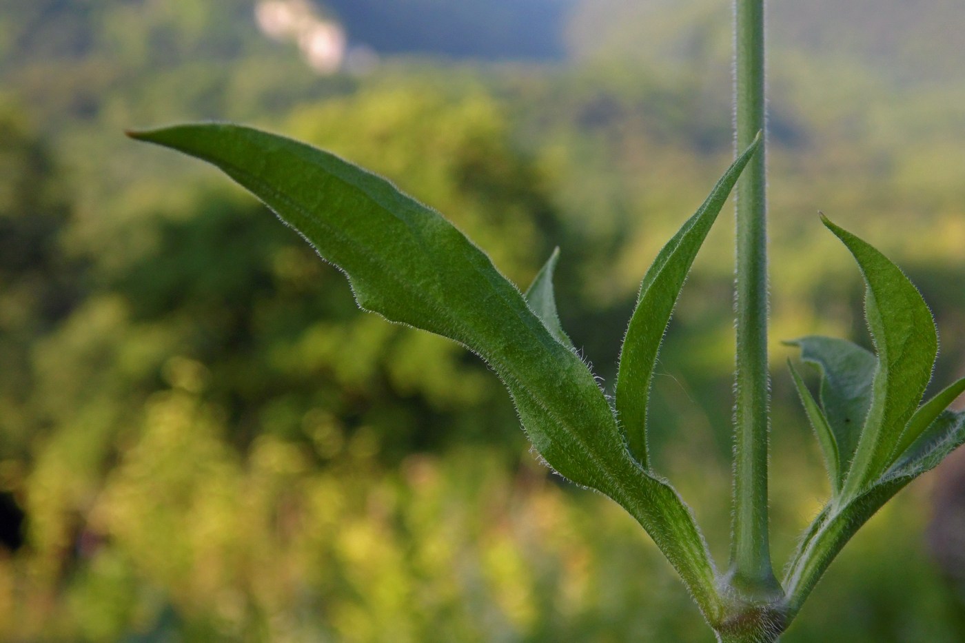 Изображение особи Silene italica.