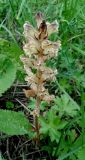 Orobanche pallidiflora