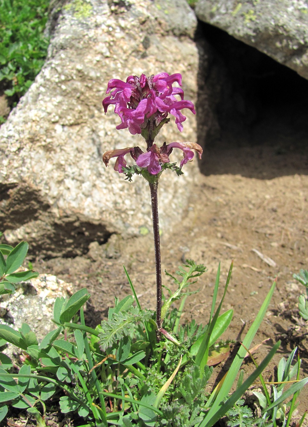 Image of Pedicularis crassirostris specimen.